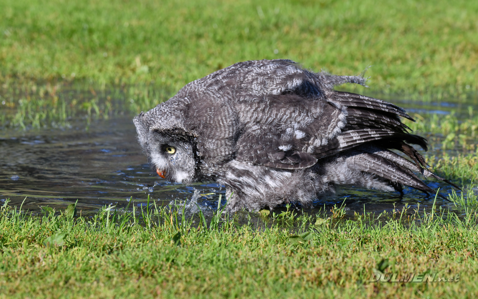 Great grey owl (Strix nebulosa)